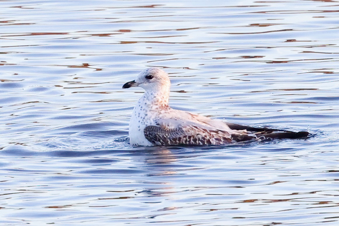 Short-billed Gull - Garrett Lau