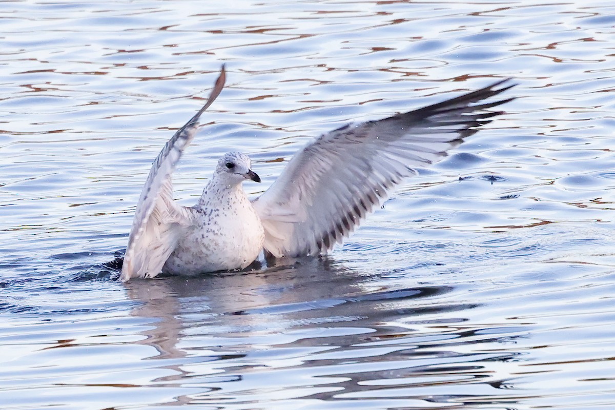 Short-billed Gull - ML611345100