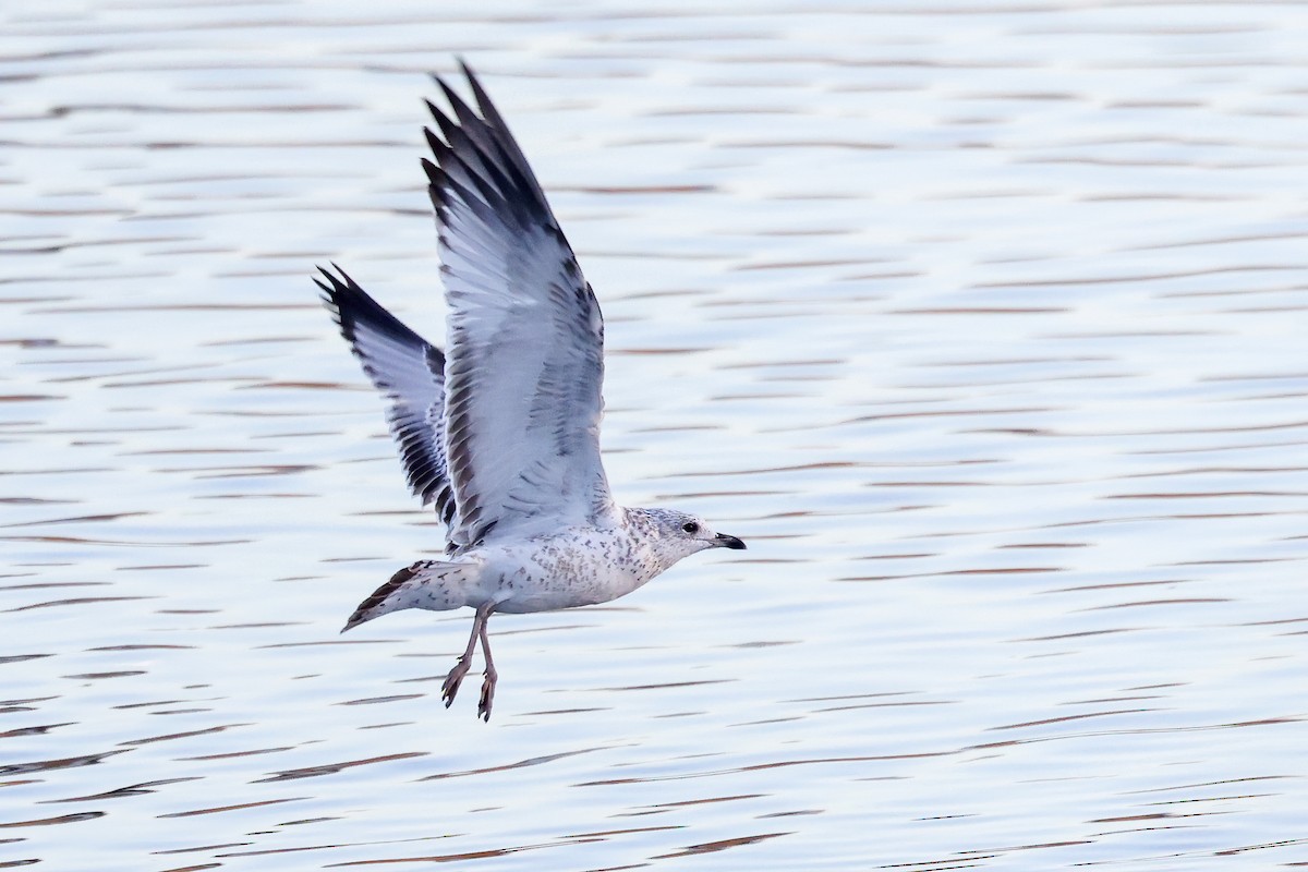 Short-billed Gull - ML611345101