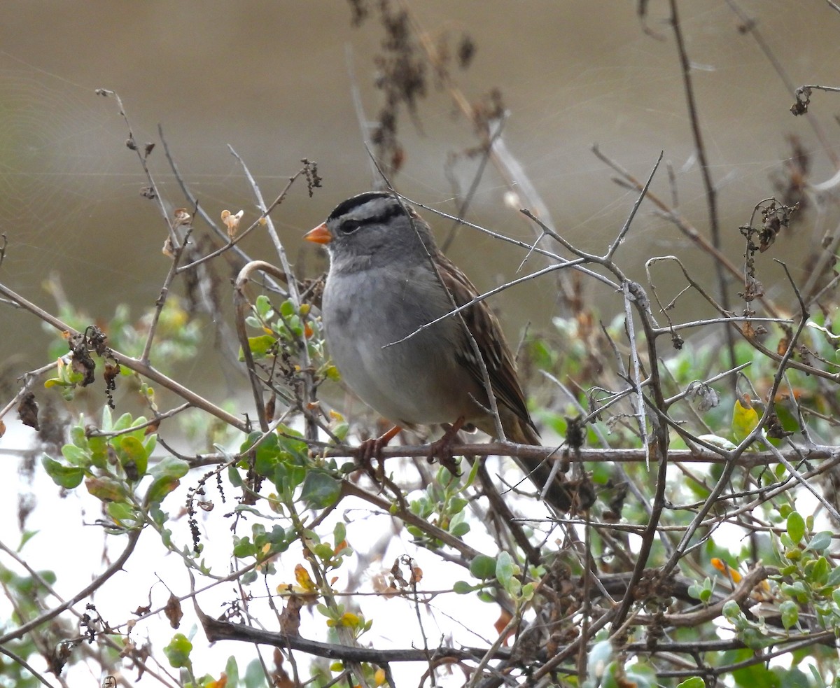 White-crowned Sparrow - Drew Hatcher