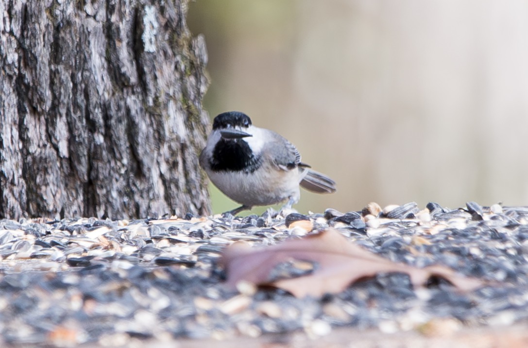 Carolina Chickadee - ML611345173