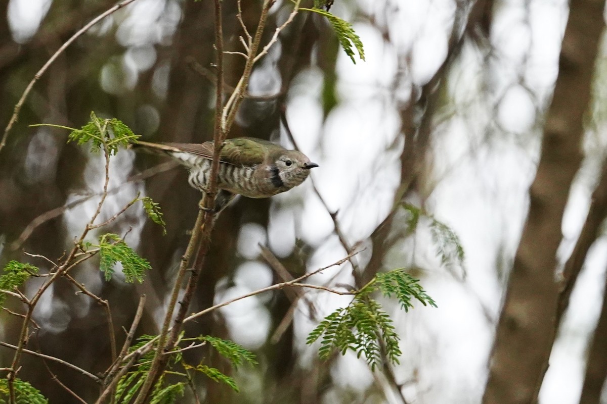 Shining Bronze-Cuckoo (Golden) - ML611345188