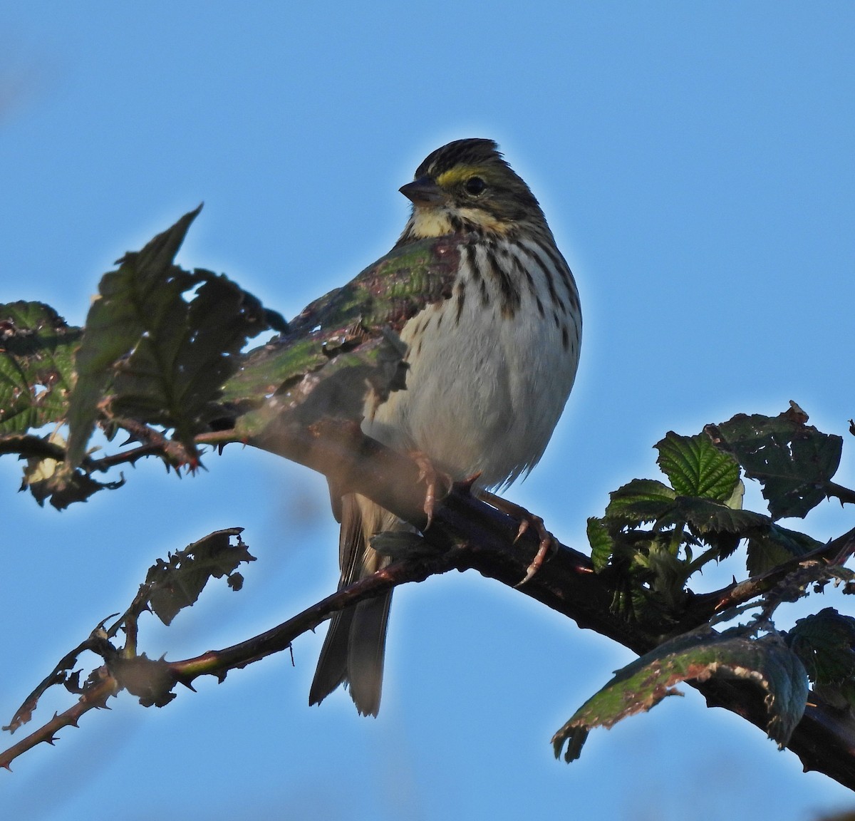 Savannah Sparrow (Savannah) - ML611345221