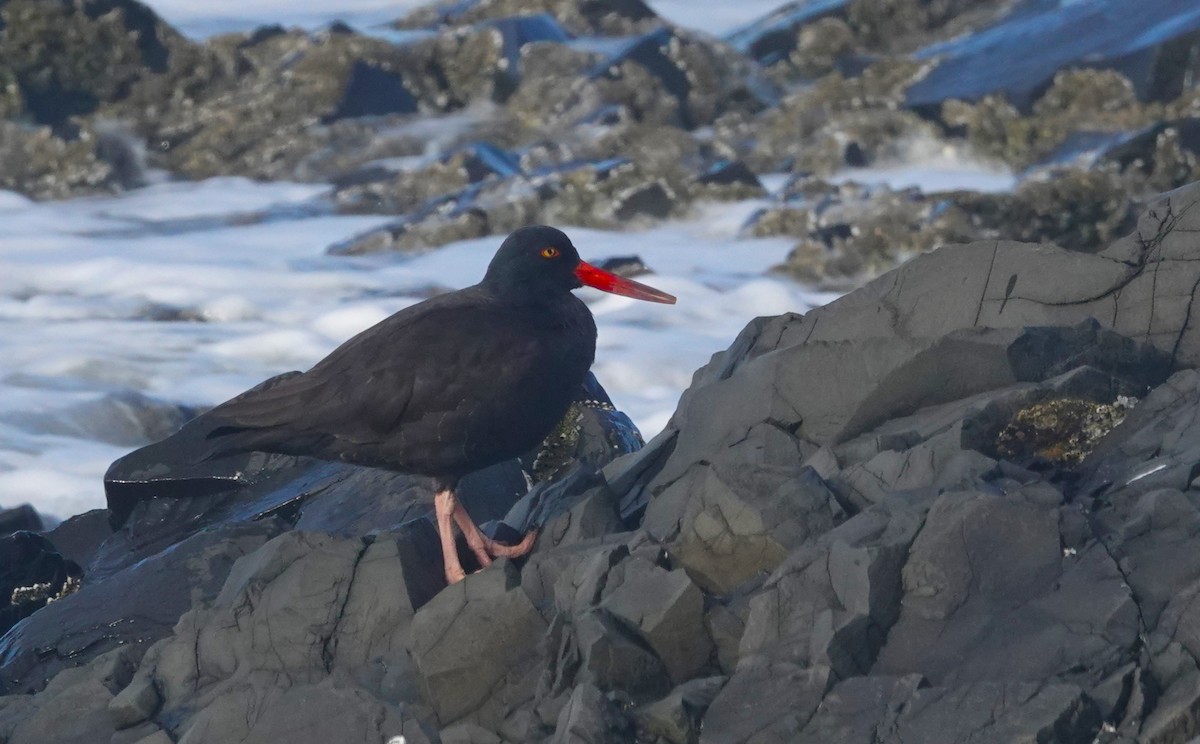 Black Oystercatcher - ML611345224