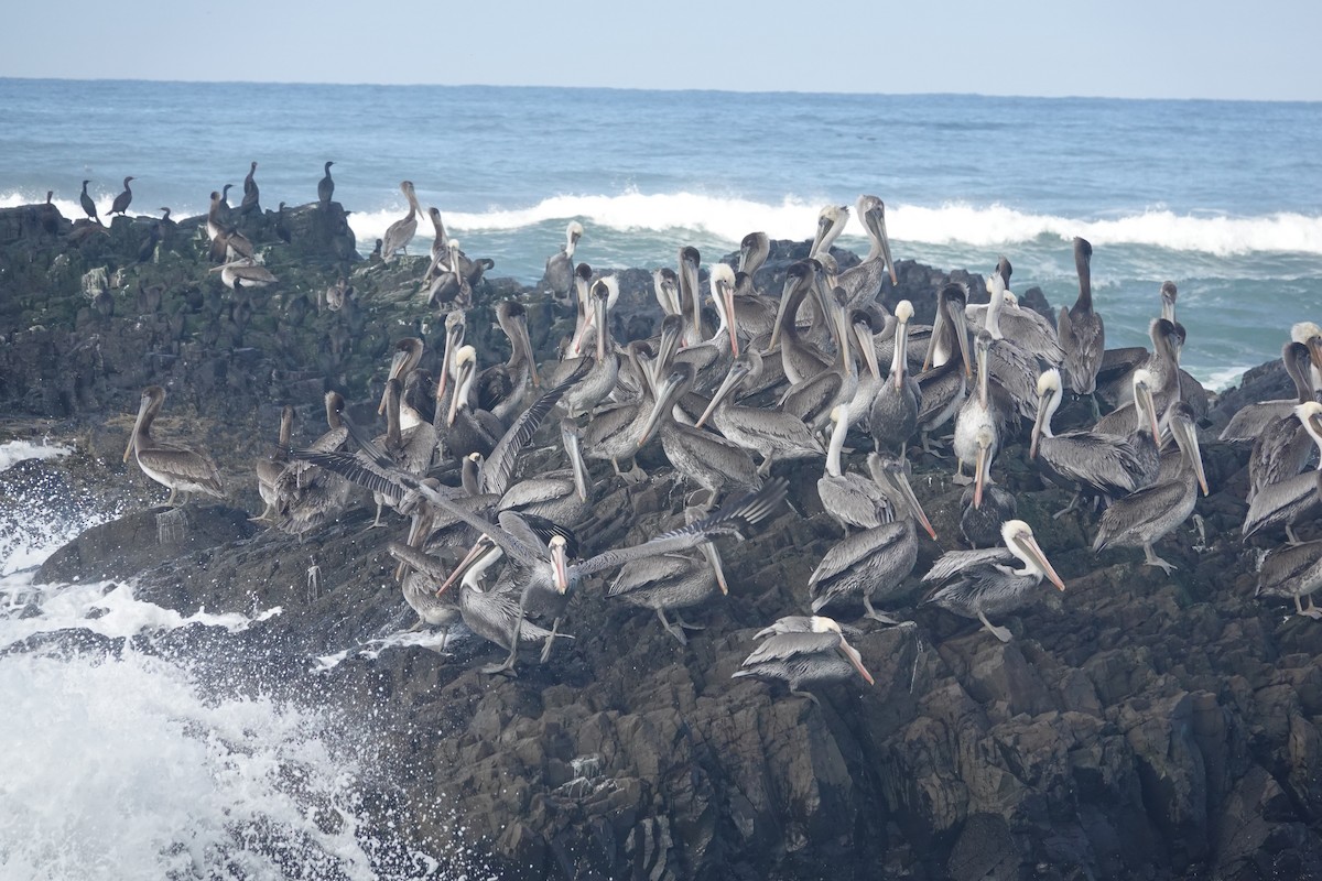 Brown Pelican - ML611345231