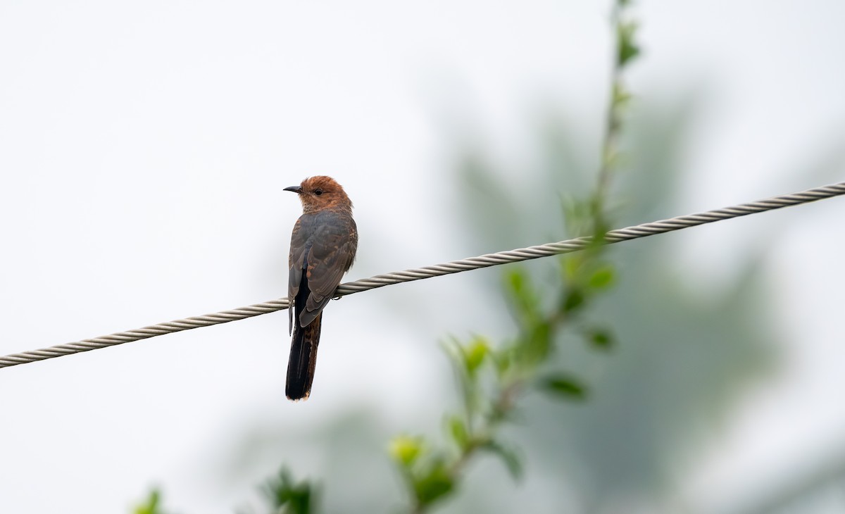 Gray-bellied Cuckoo - ML611345275