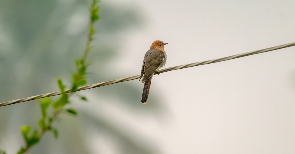 Gray-bellied Cuckoo - ML611345276