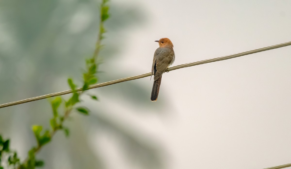 Gray-bellied Cuckoo - ML611345277