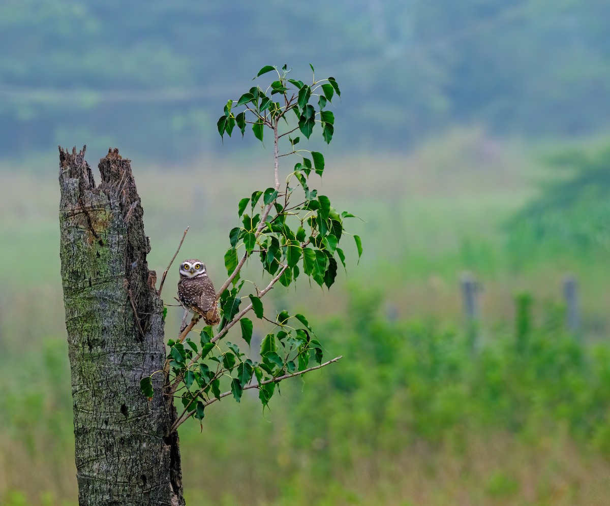 Spotted Owlet - ML611345298