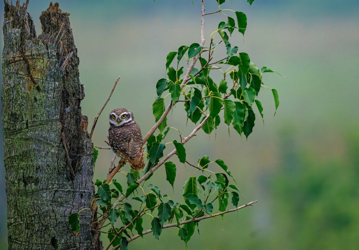 Spotted Owlet - ML611345300
