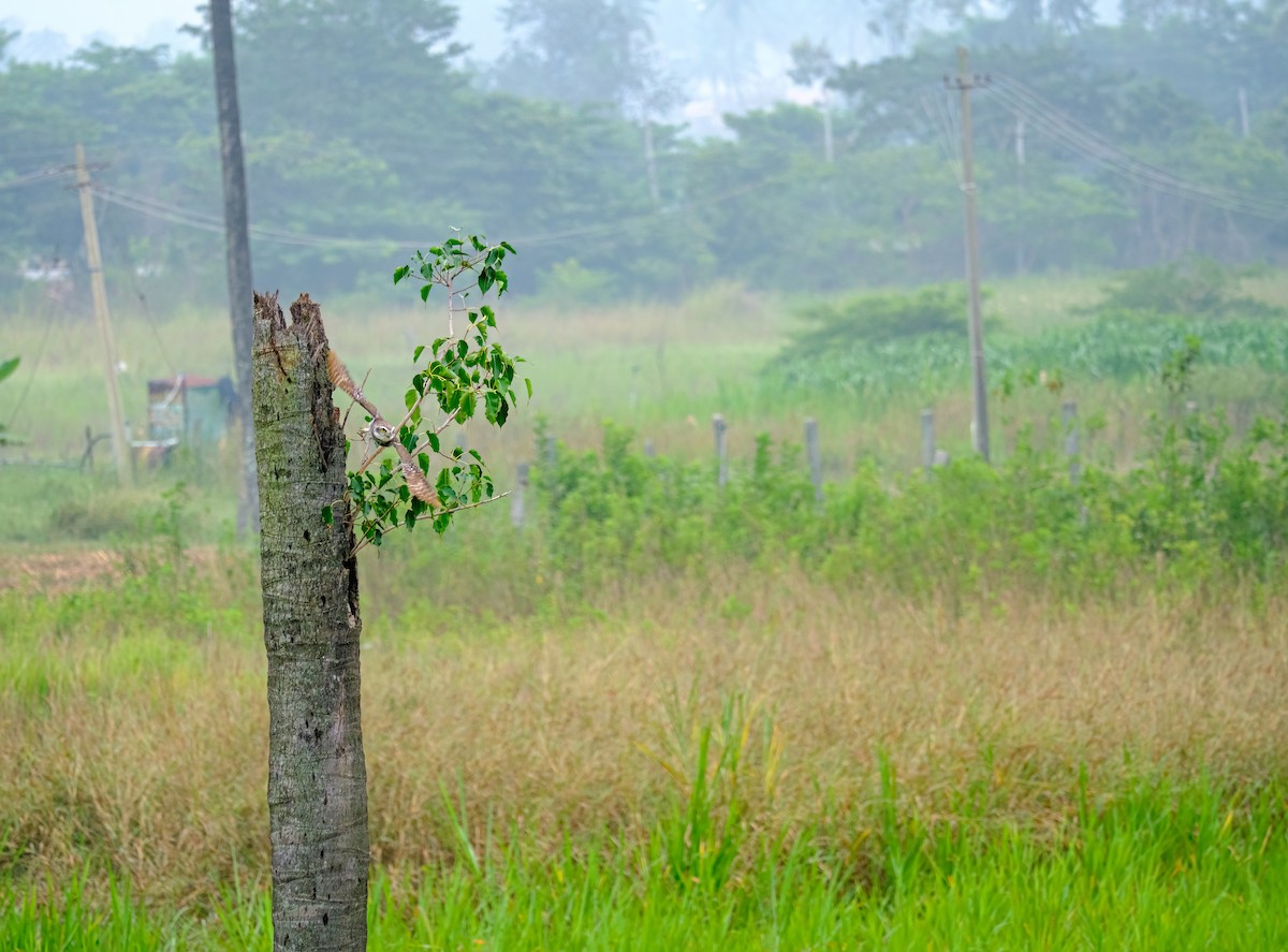 Spotted Owlet - ML611345301