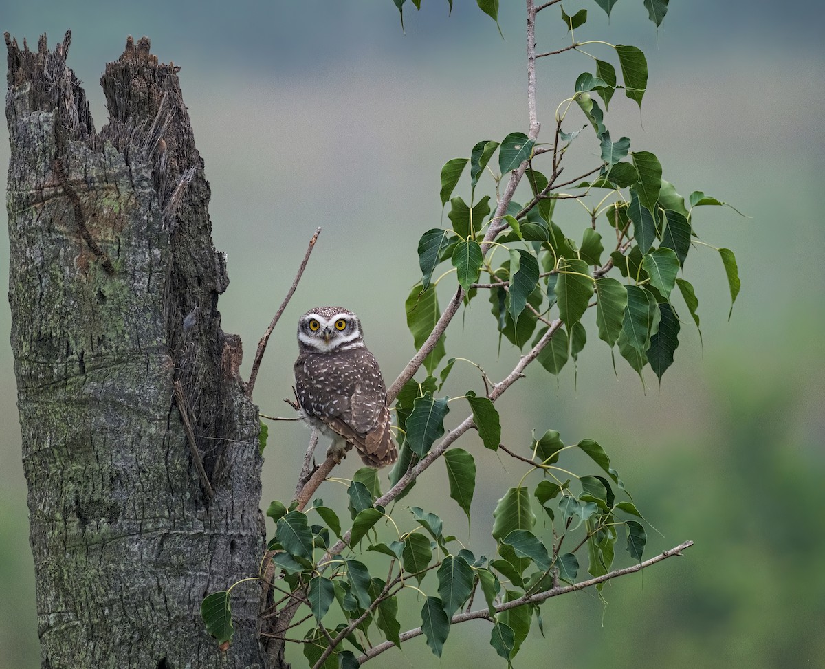 Spotted Owlet - ML611345302