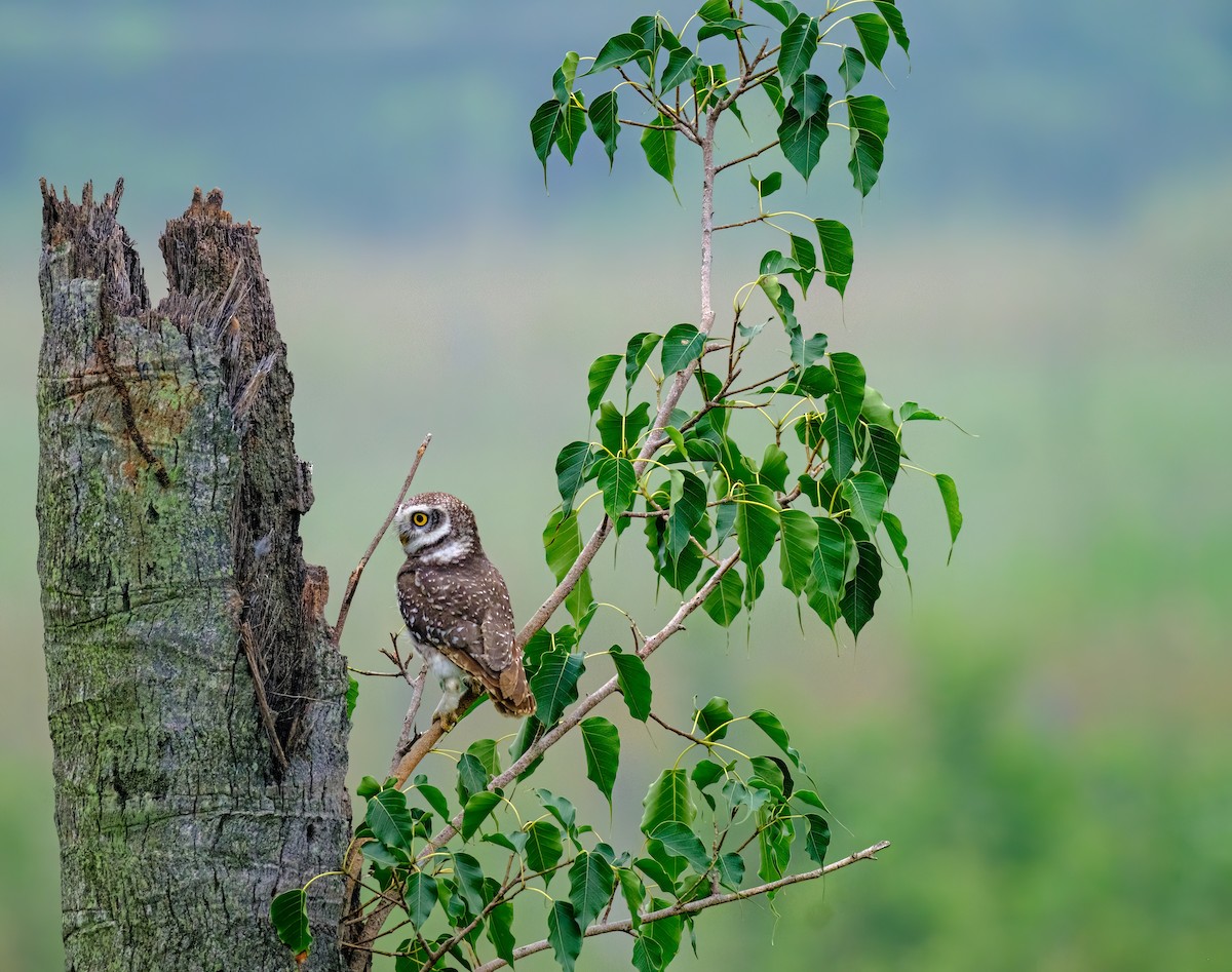 Spotted Owlet - ML611345303
