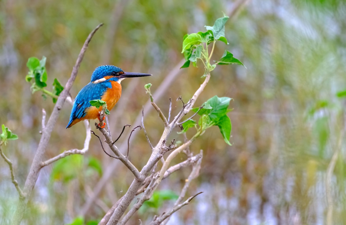 Common Kingfisher - ML611345326
