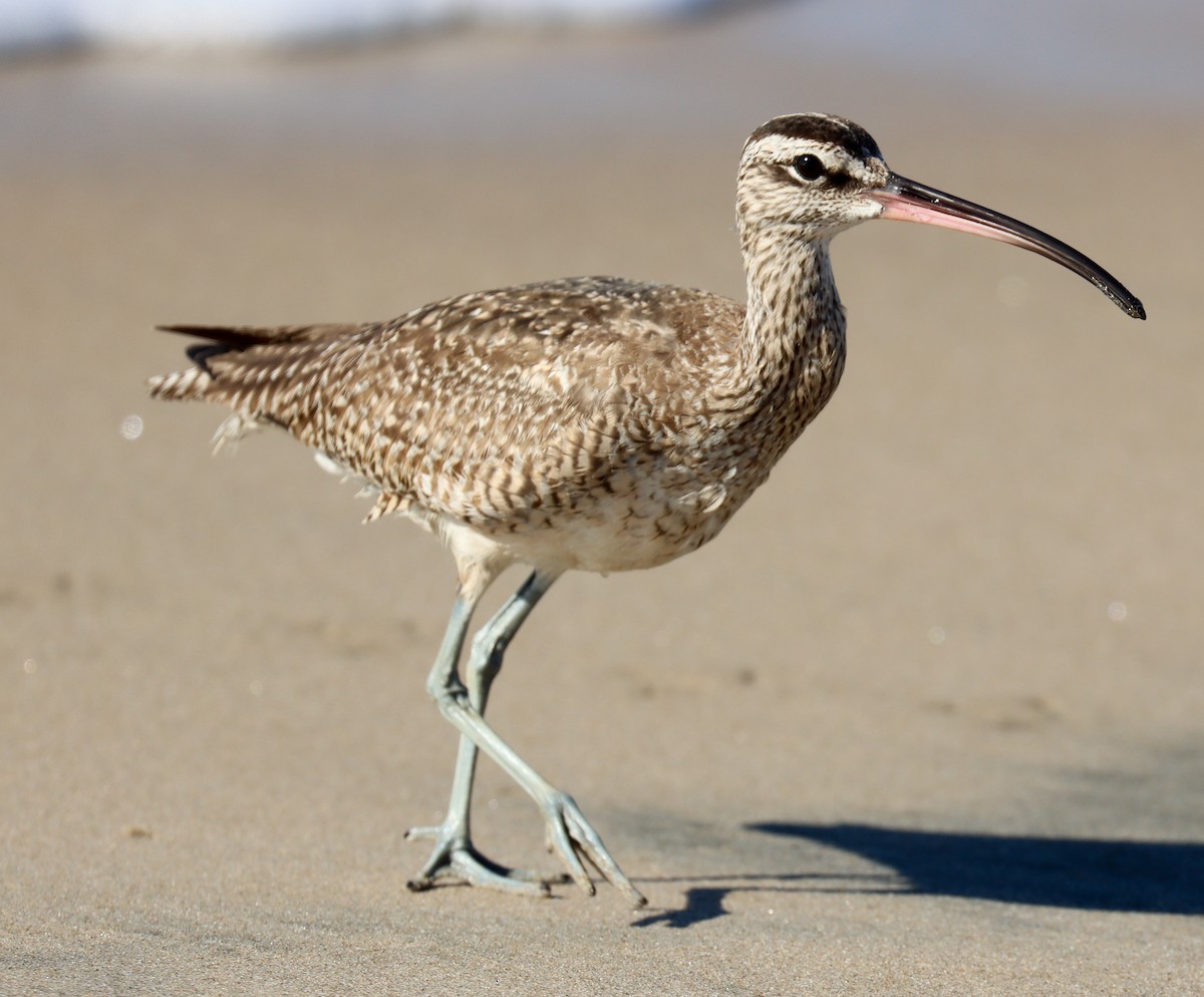 Whimbrel - Teresa Palos