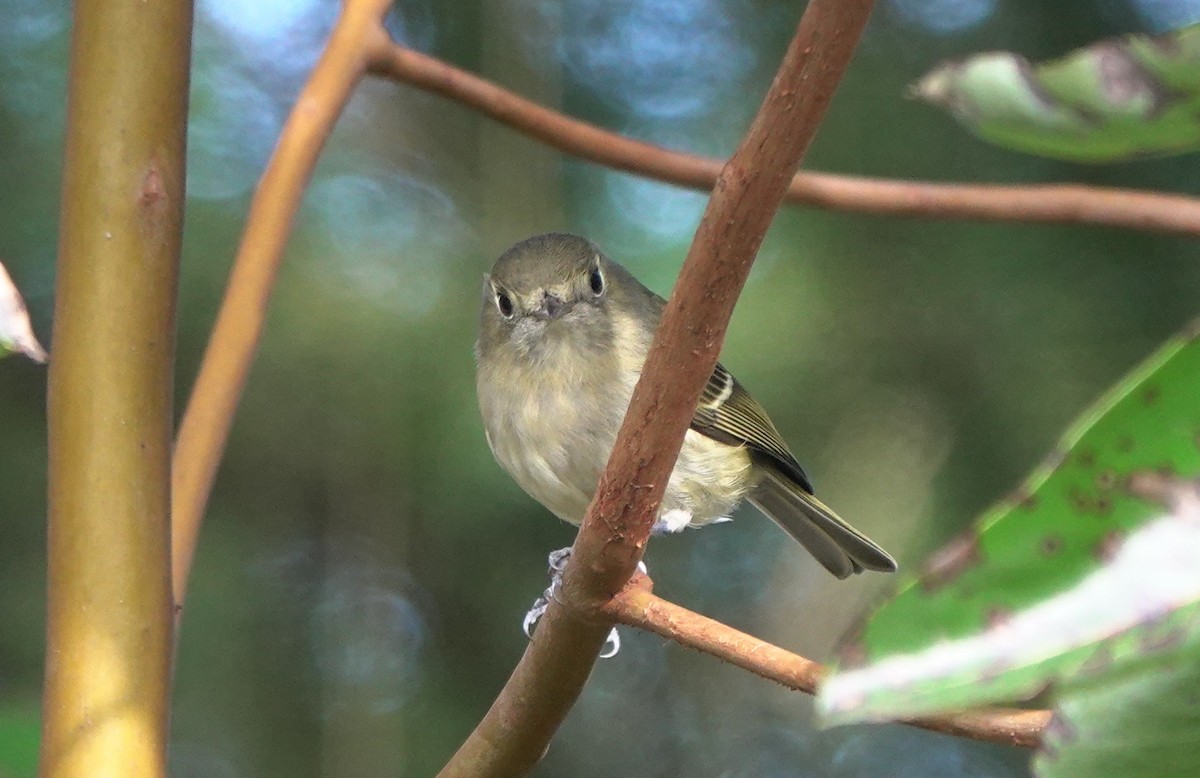 eikevireo - ML611345425