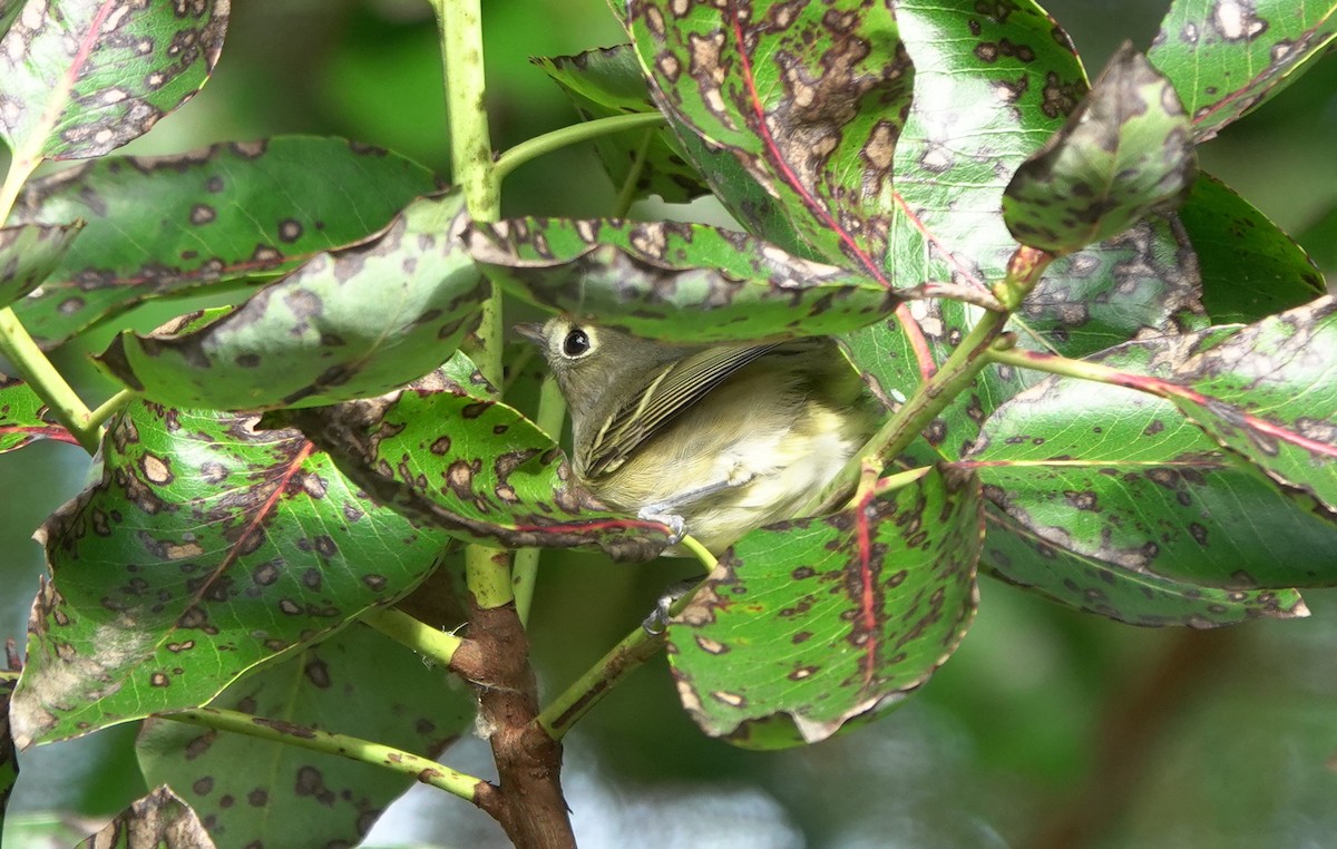 eikevireo - ML611345439