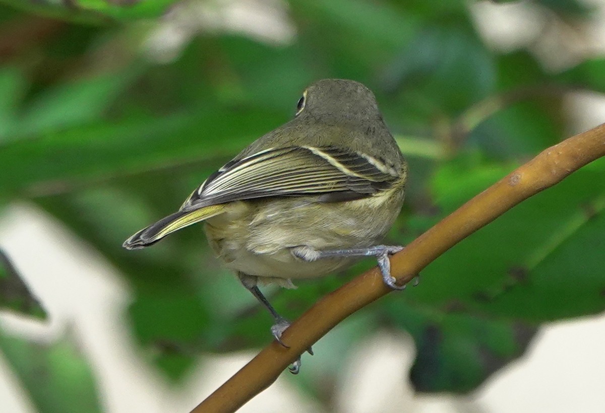 eikevireo - ML611345442