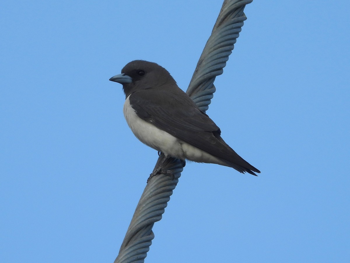White-breasted Woodswallow - ML611345455