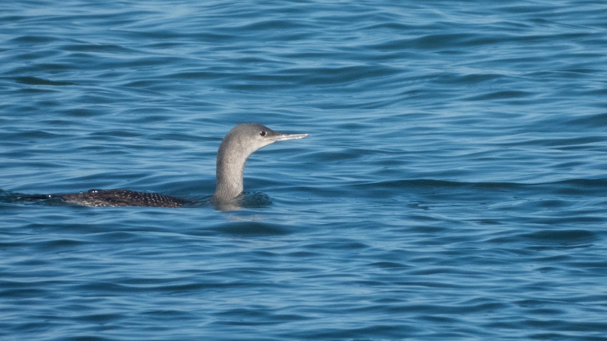 Red-throated Loon - ML611345508