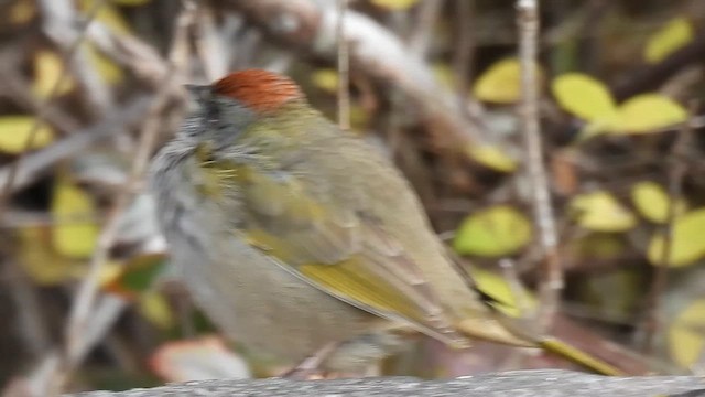 Green-tailed Towhee - ML611345536