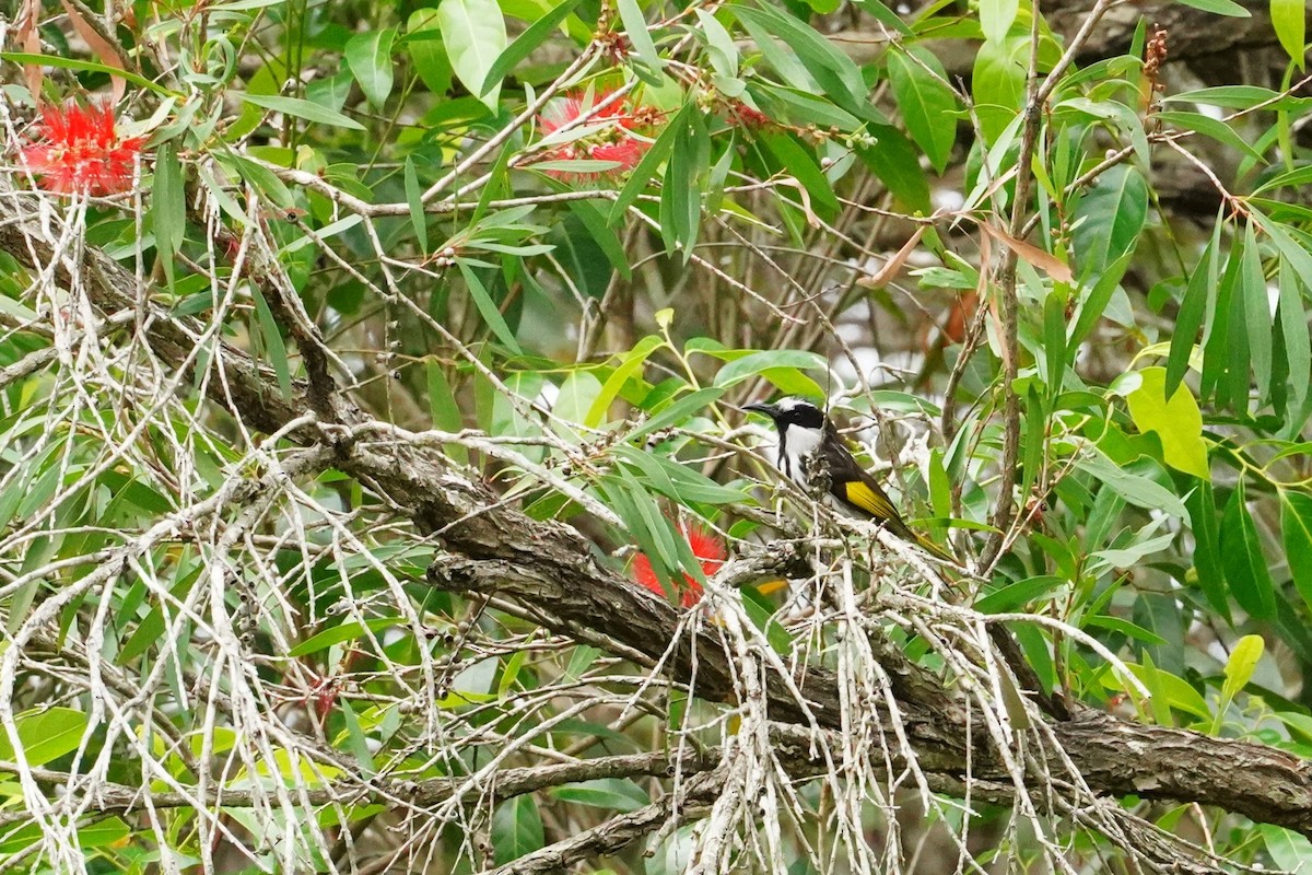 White-cheeked Honeyeater - Trevor Ross