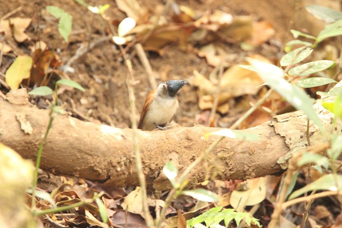 Indian Paradise-Flycatcher - ML611345540