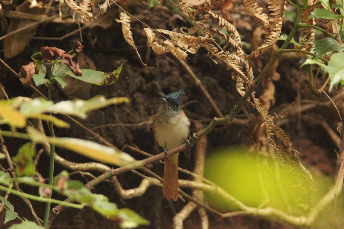 カワリサンコウチョウ - ML611345542