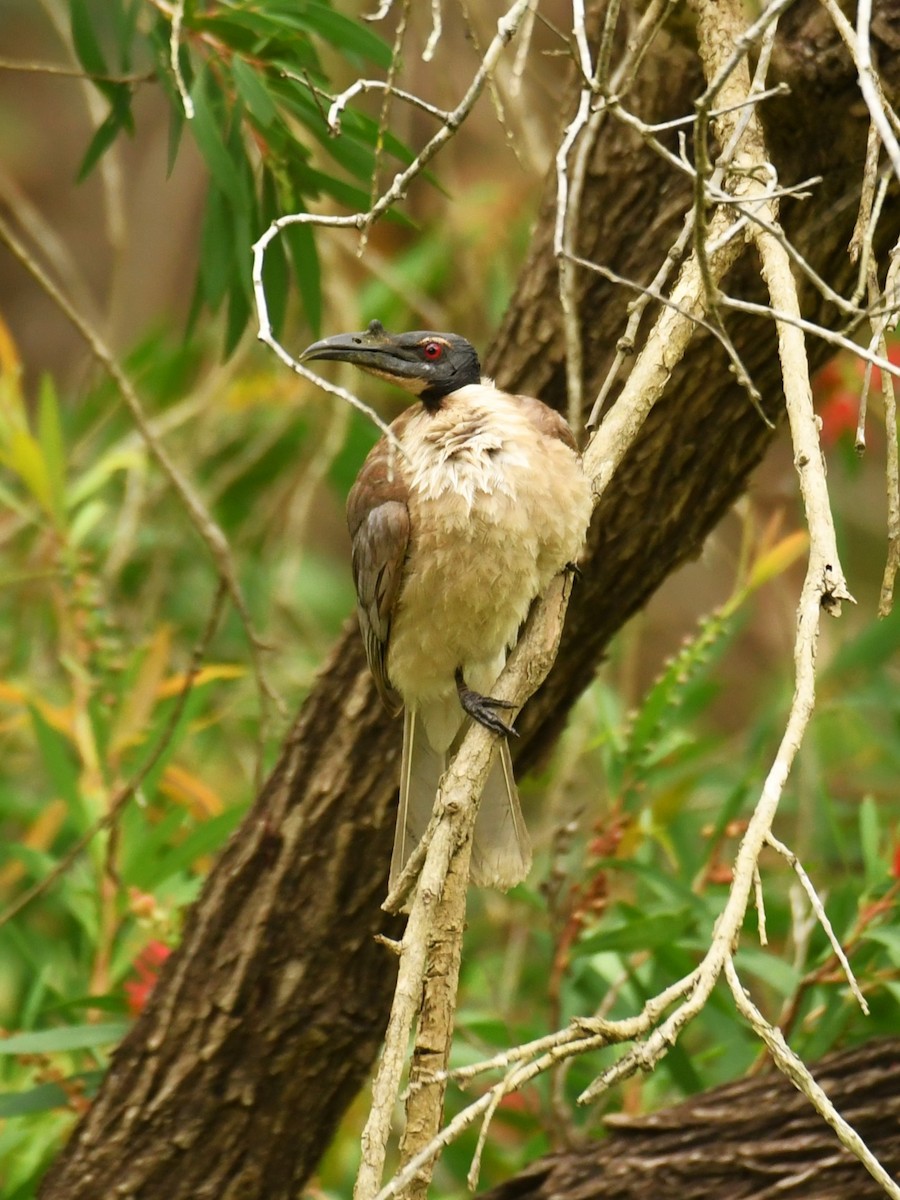 Noisy Friarbird - ML611345553