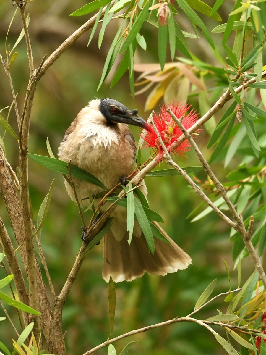 Noisy Friarbird - ML611345554