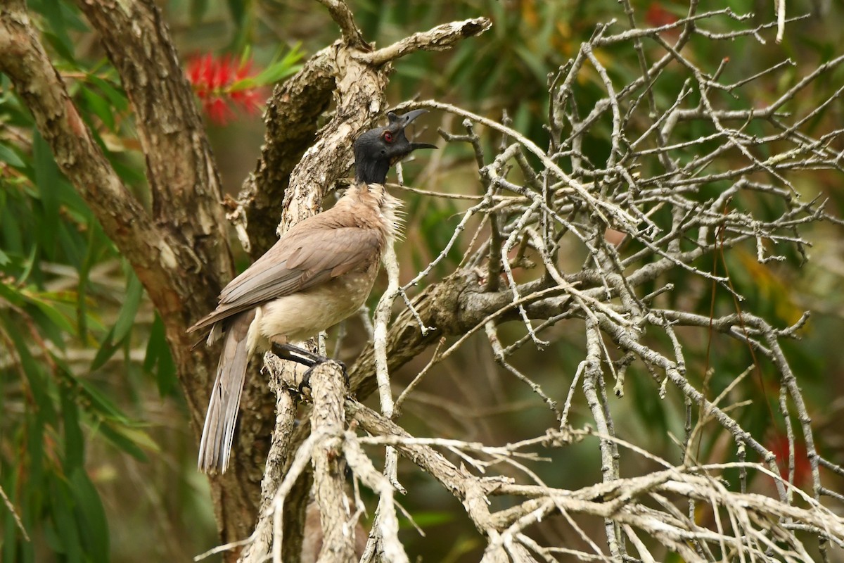 Noisy Friarbird - ML611345556