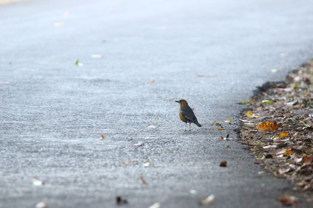 Orange-headed Thrush - ML611345567