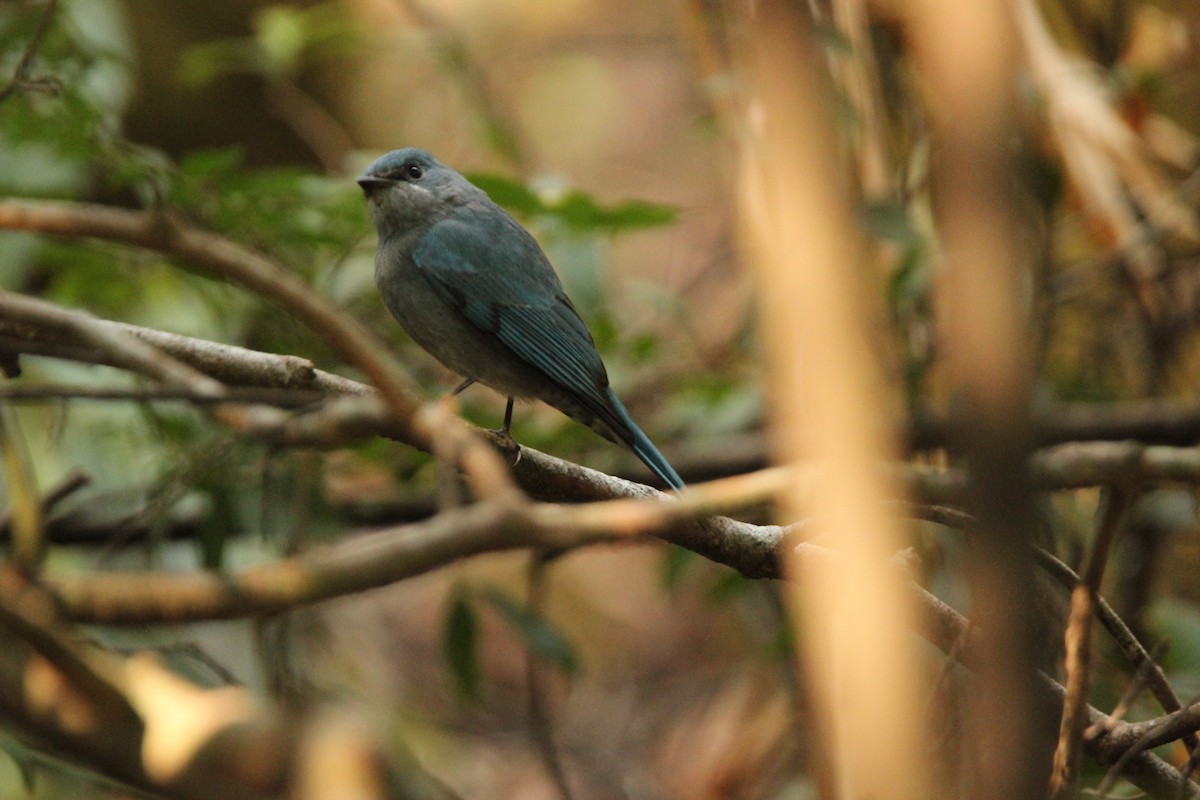 Verditer Flycatcher - Praveen H N