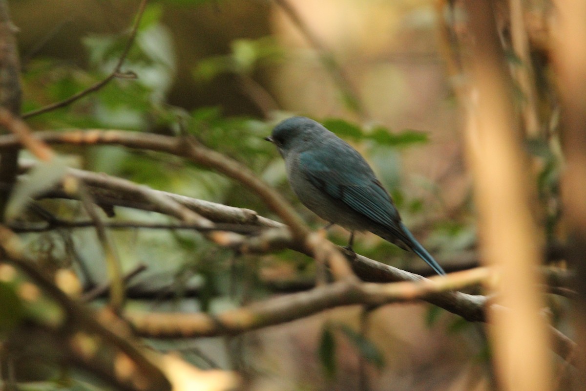 Verditer Flycatcher - Praveen H N