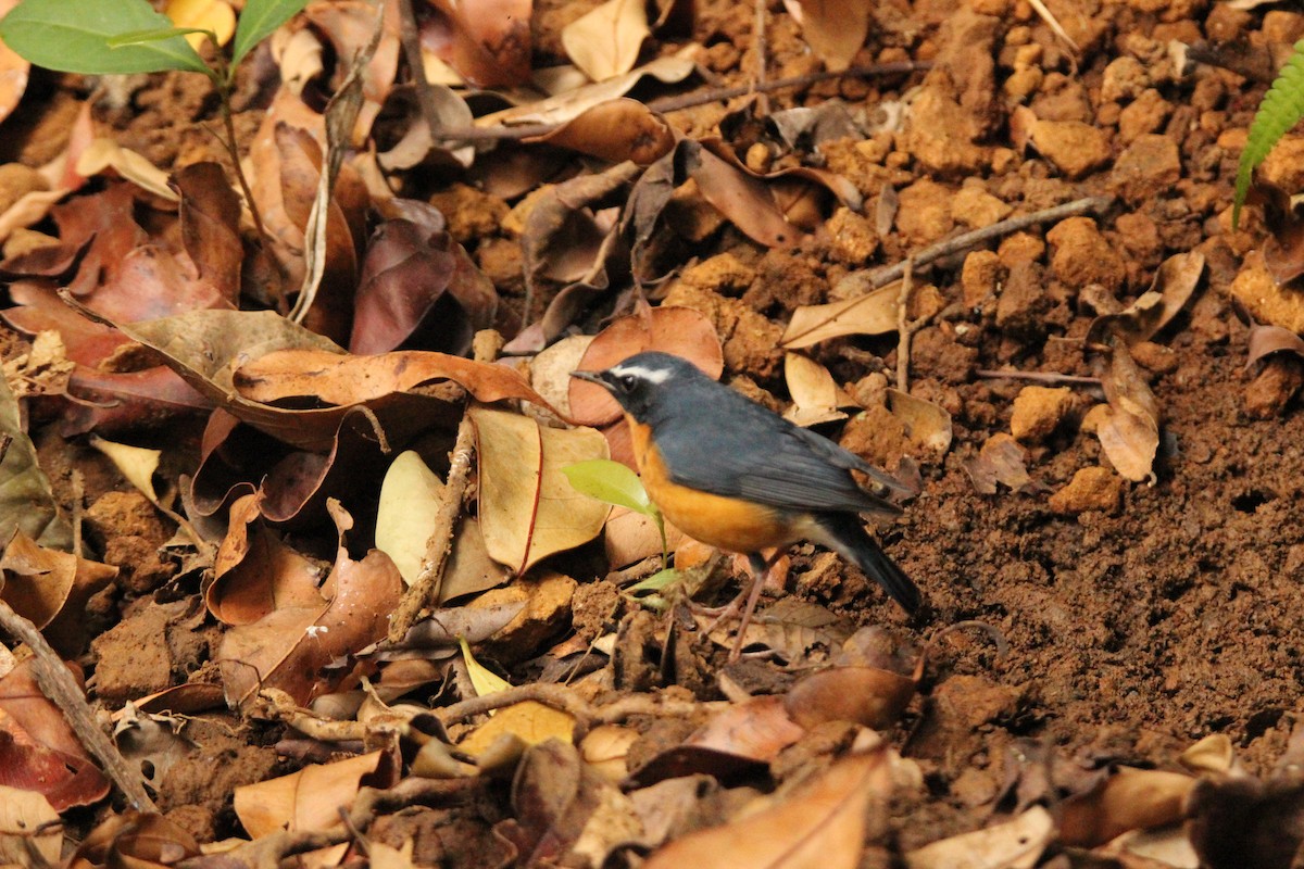 Indian Blue Robin - Praveen H N