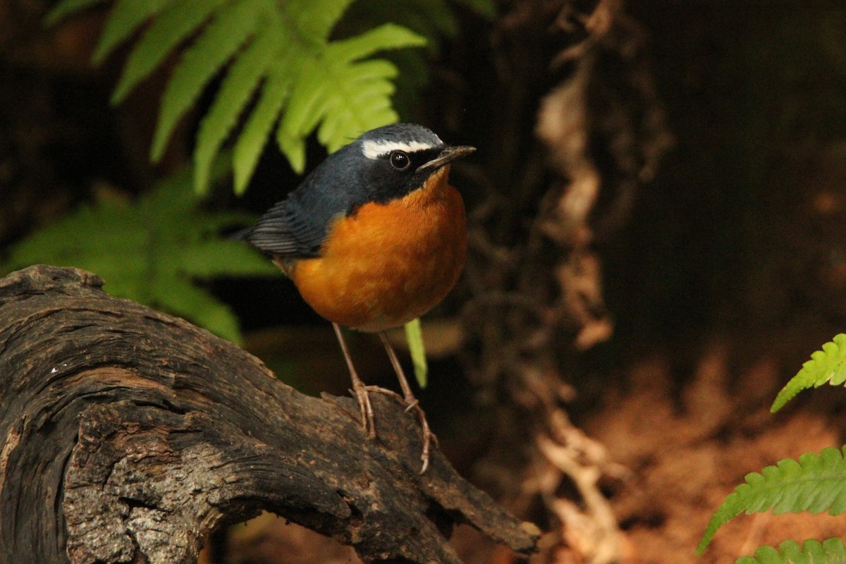 Indian Blue Robin - Praveen H N