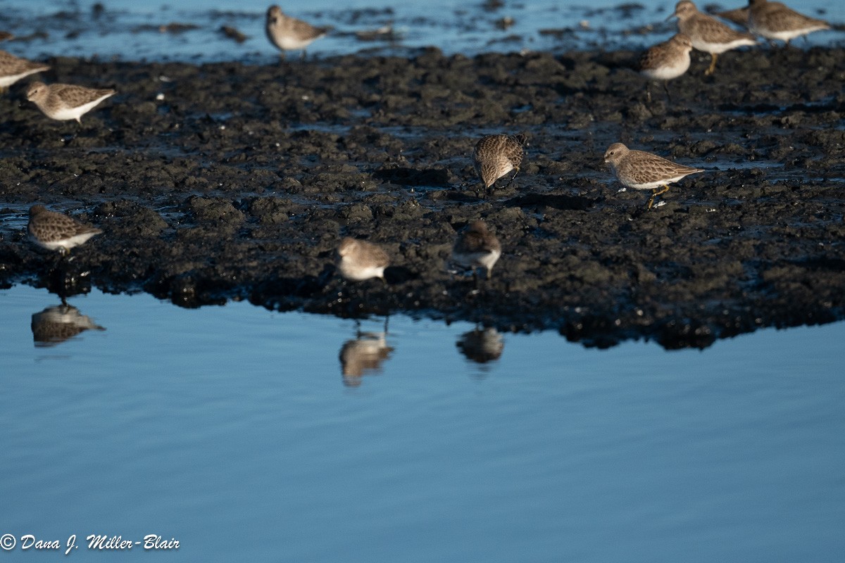 pygmésnipe - ML611345611