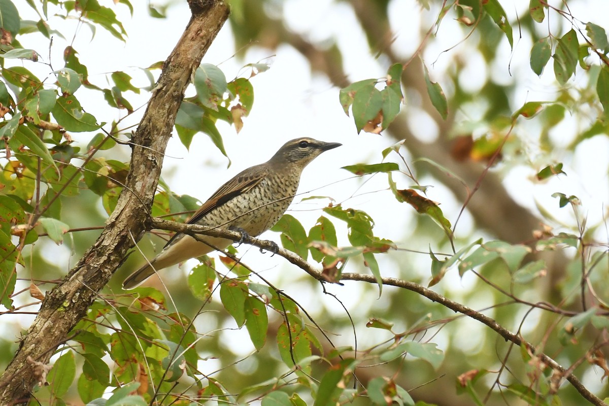 Common Cicadabird - ML611345622