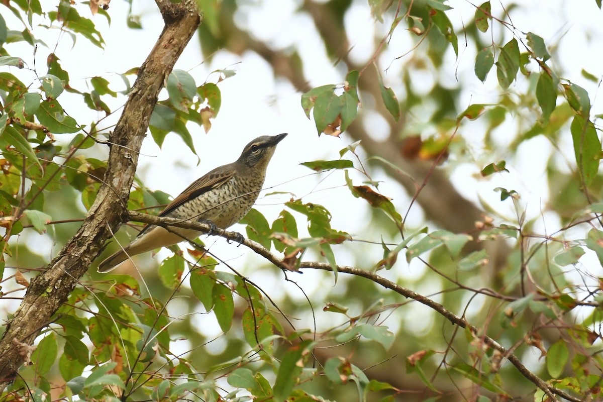 Common Cicadabird - ML611345624