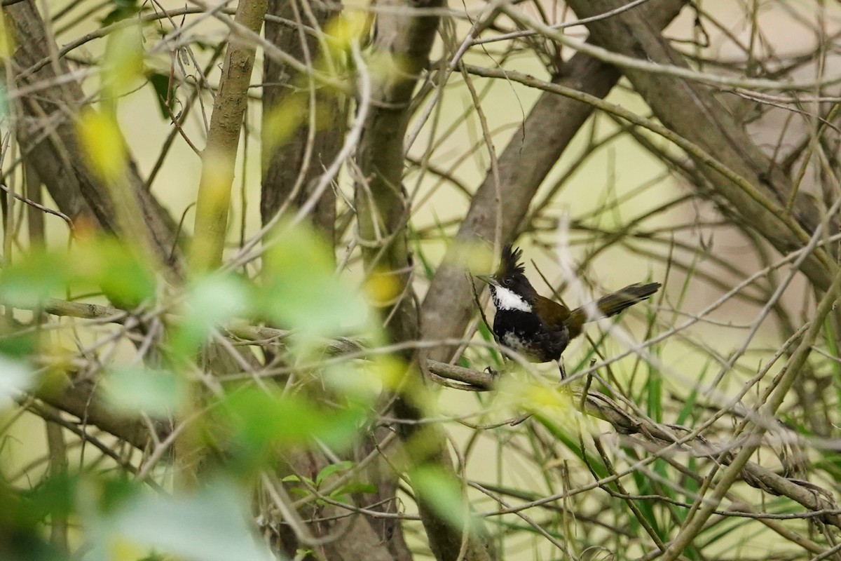 Eastern Whipbird - ML611345633