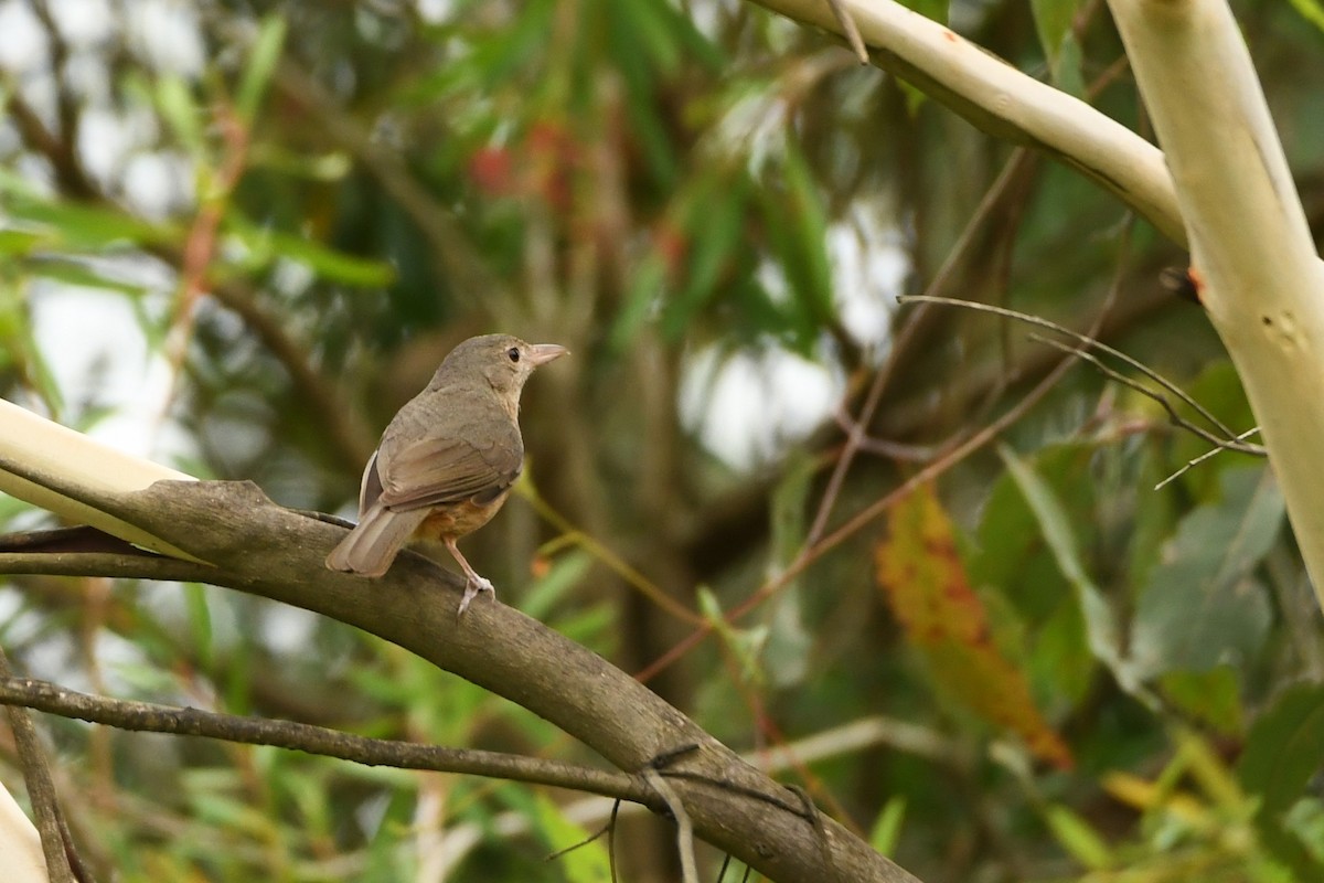 Rufous Shrikethrush - ML611345654