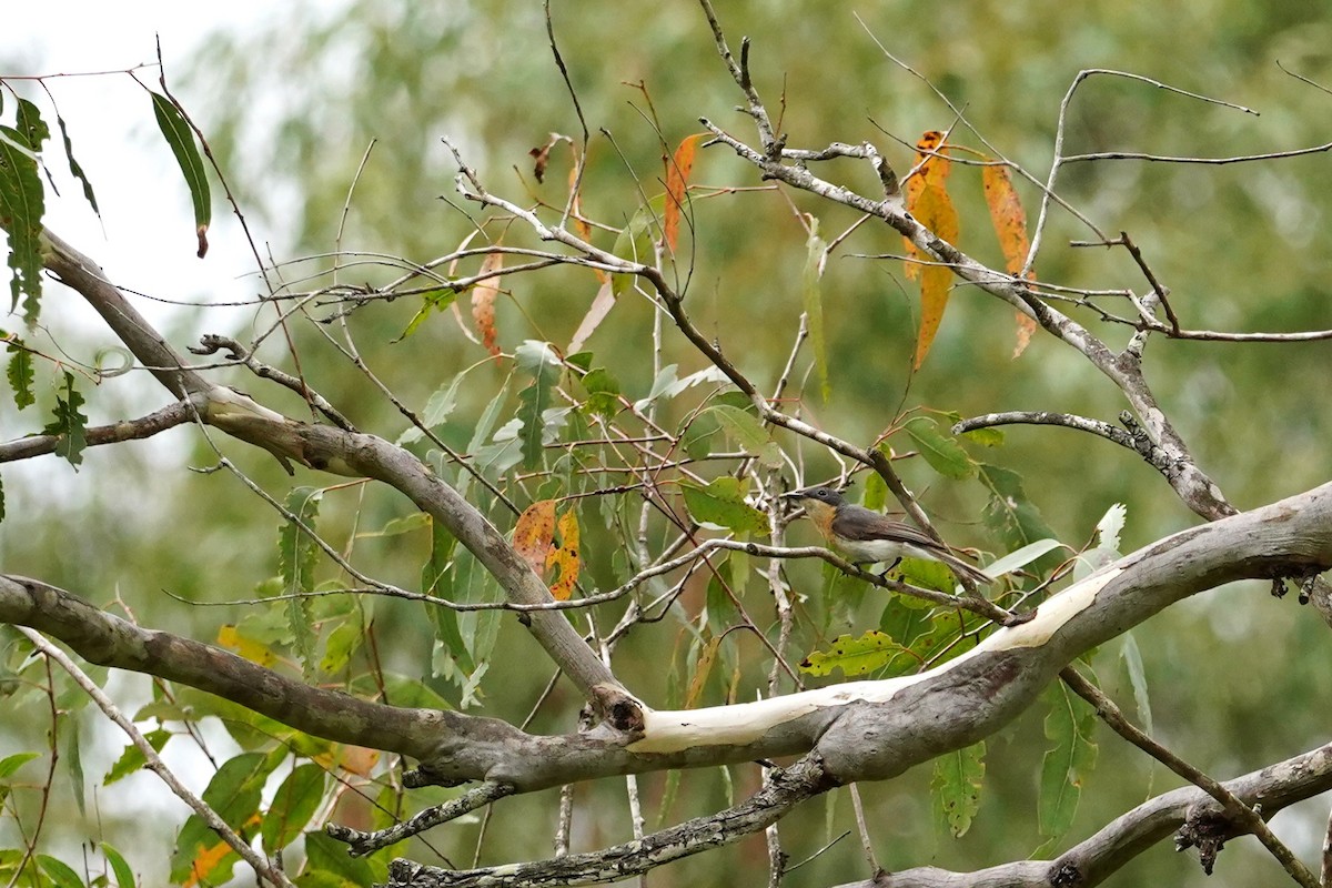 Leaden Flycatcher - ML611345658