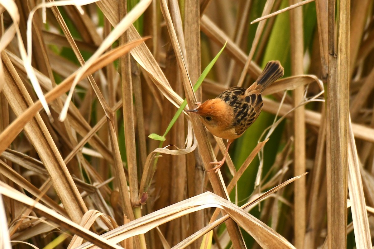 Golden-headed Cisticola - ML611345692