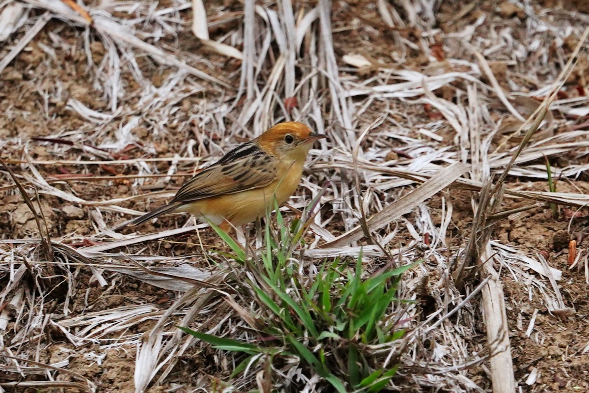 Golden-headed Cisticola - ML611345694