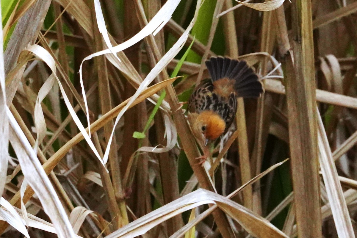 Golden-headed Cisticola - ML611345695