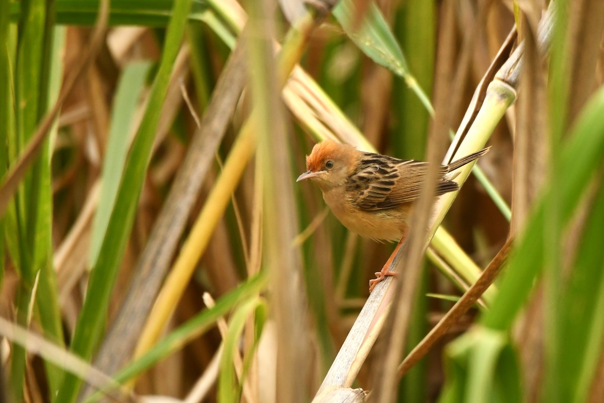 Golden-headed Cisticola - ML611345697