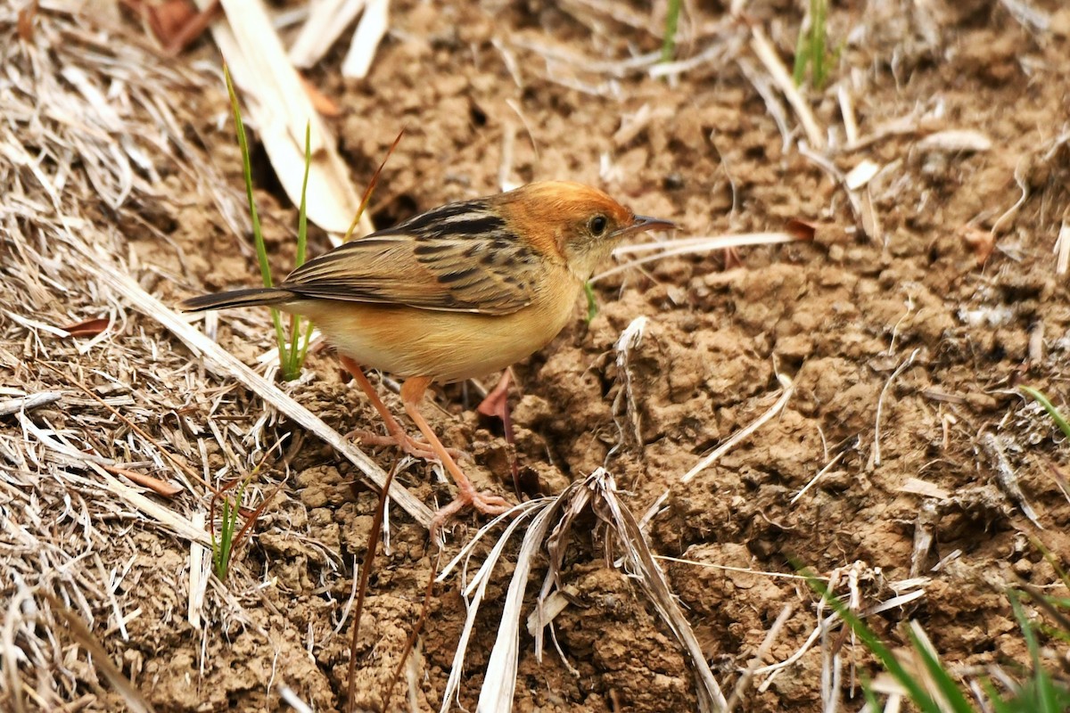 Golden-headed Cisticola - ML611345698