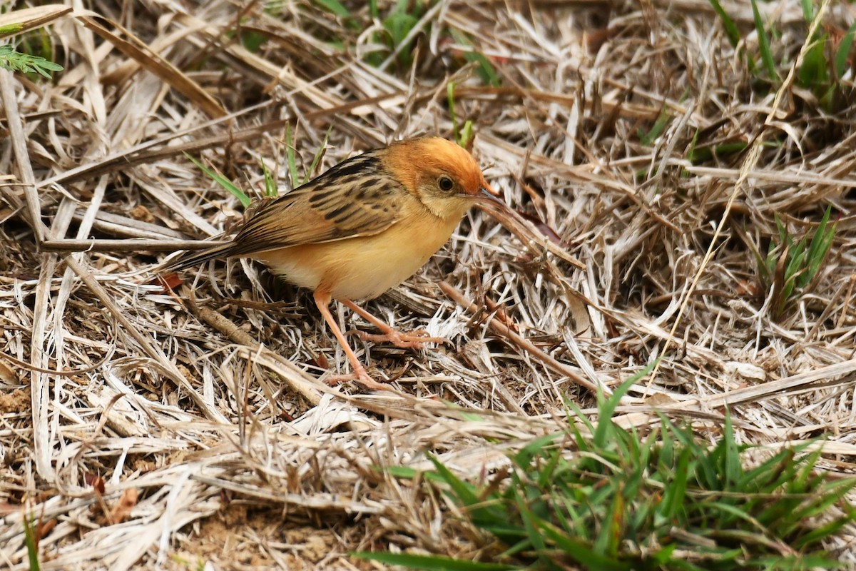 Golden-headed Cisticola - ML611345699