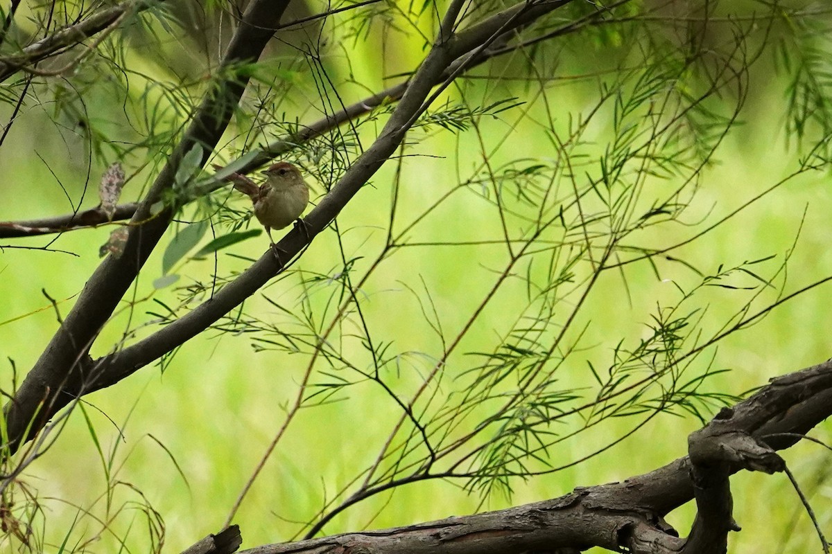 Tawny Grassbird - ML611345709