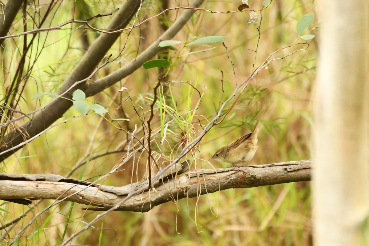 Tawny Grassbird - ML611345711